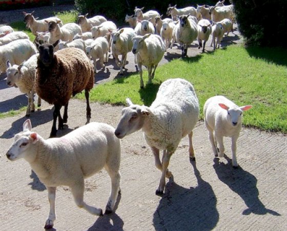 sheep